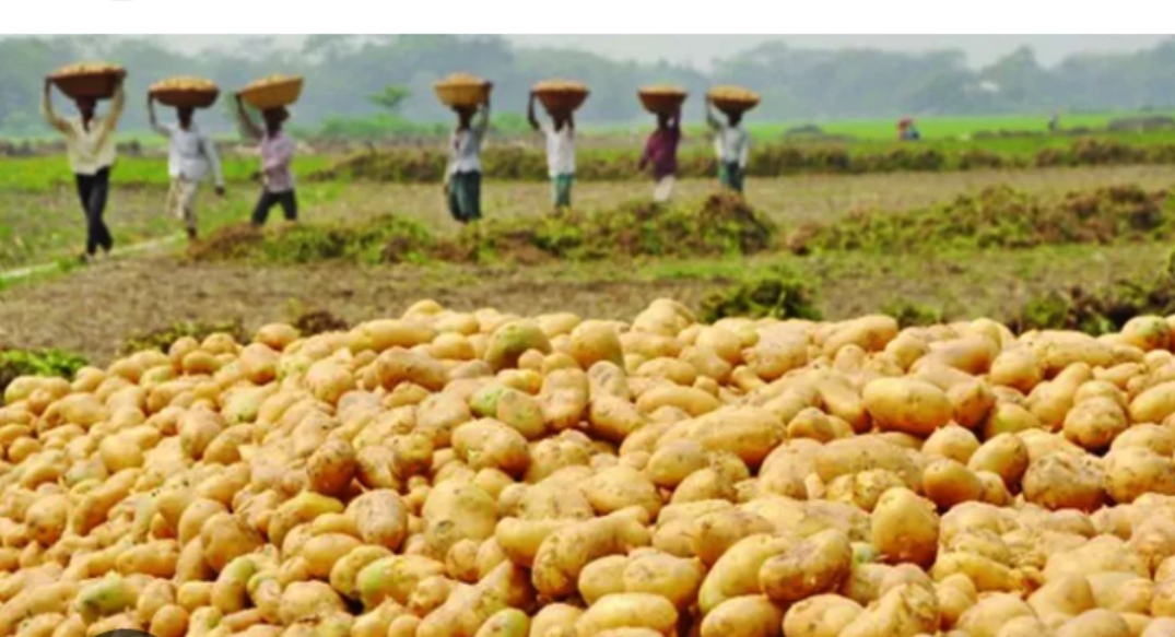 উত্তরাঞ্চলে আলুর দামে দরপতন: ক্ষতিগ্রস্ত প্রান্তিক কৃষক
